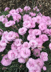 Dianthus plumarius 'Pike's Pink'